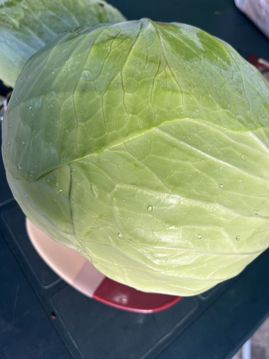 Vand varza din soiul Beverly hills