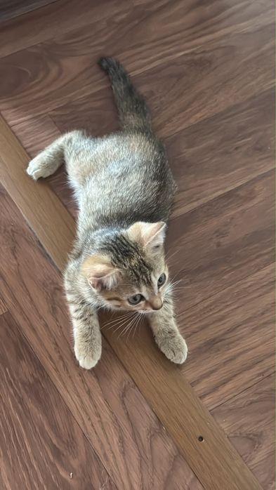 Котёнок отдам за 500 тнг