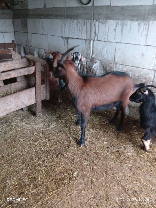 Vînd s-au schimb Țap alpin Francez de rasă pură vîrstă 1 an pur france