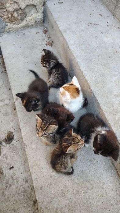 Подарявам котенца на около 2 месеца