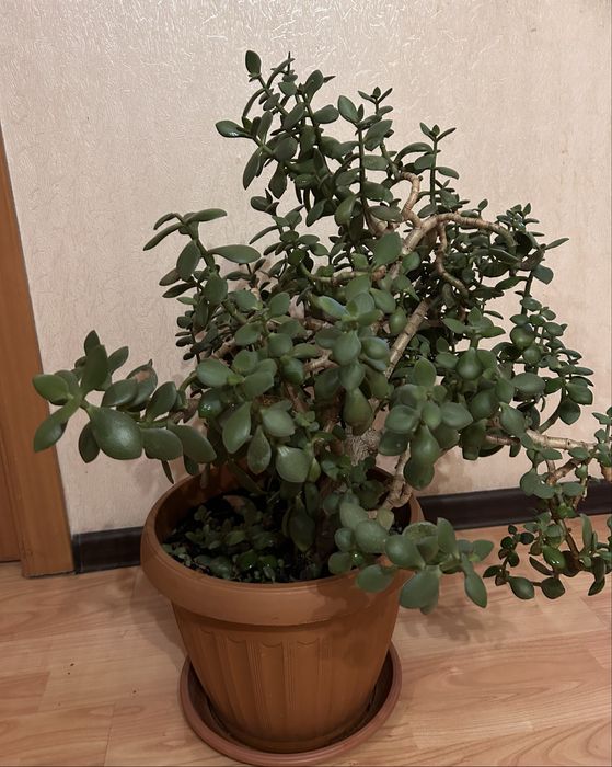 Продаю  , денежное дерево!