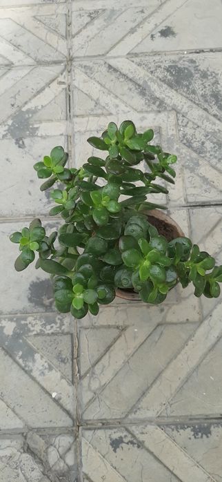 Продаётся мини денежное дерево