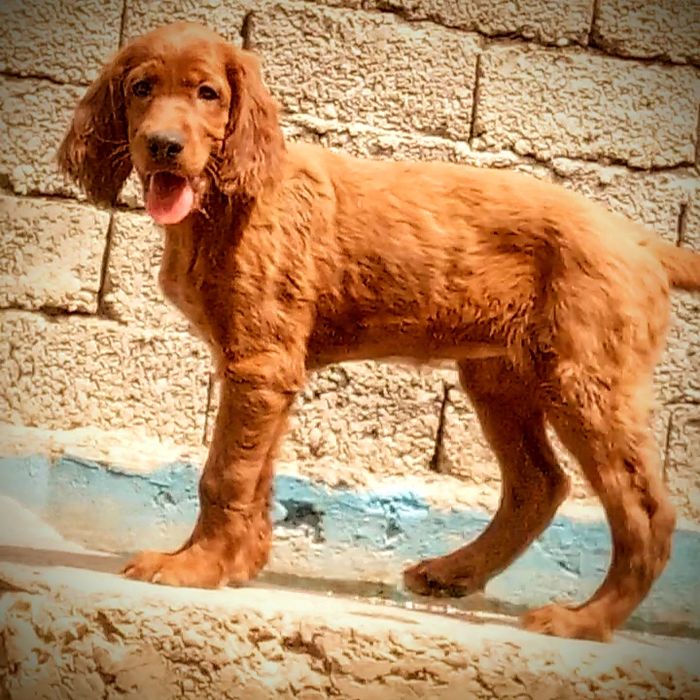 Щенки  для охоты