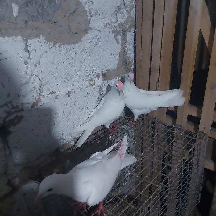 Бели Иран пара еше 1самец лет с игрой