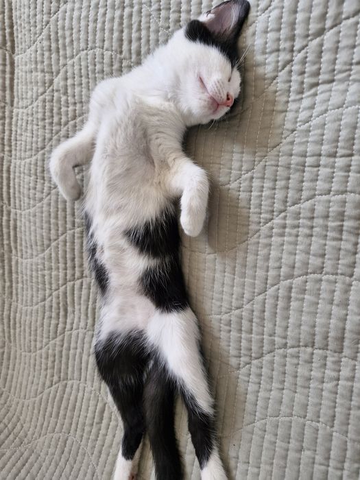Животное, котята