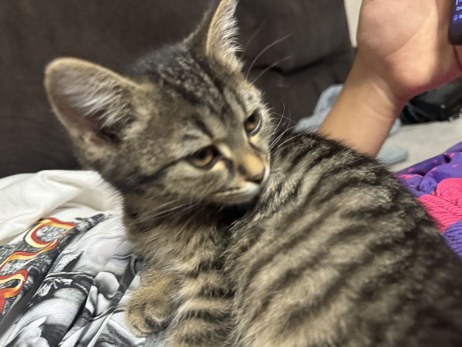 котенок бесплатно