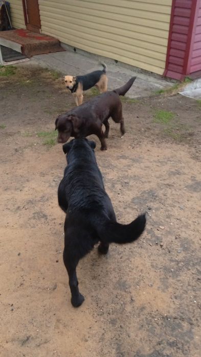 Девочка - лабрадор в ответственные руки