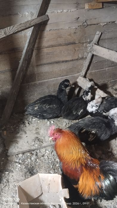 Индоутки молодые.