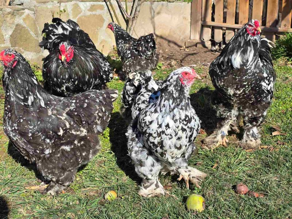 Продавам разплодни яйца от Мозаечна брама [Mottled Brahma]