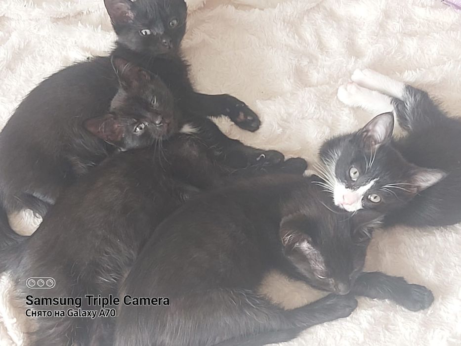 Катята маленькие