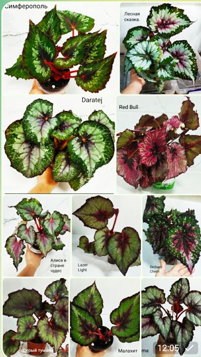 Детки бегоний сортовых