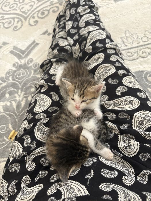 Отдам даром котенки мальчики
