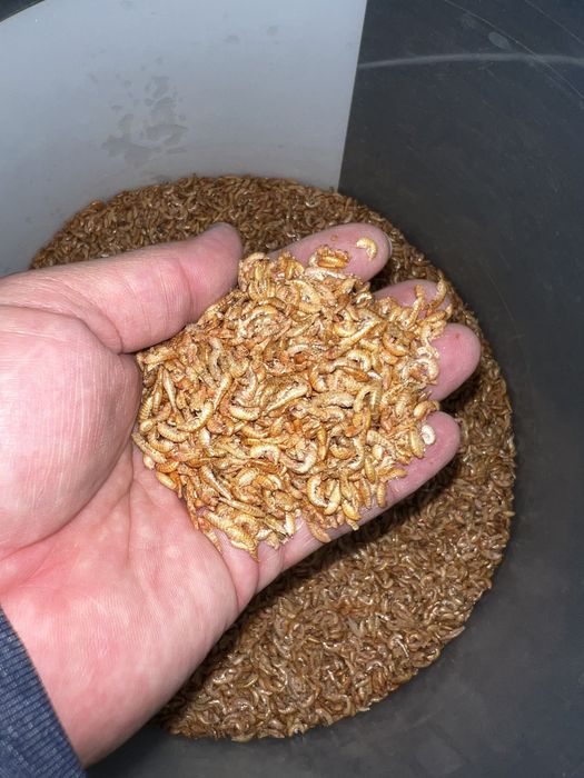 Гаммарус корм для рыб и черепах