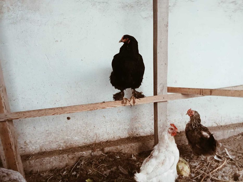 КУРЫ домашние продам