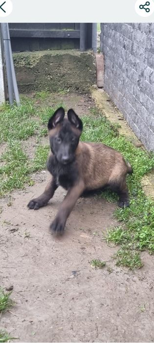 Belgian Malinois ,Pedigree tip A, 3.5 Luni