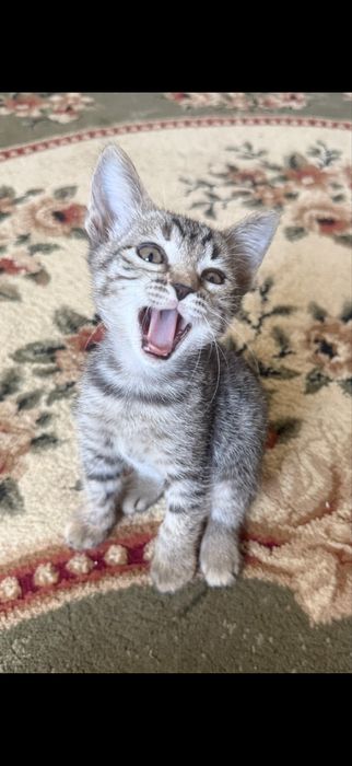 Котята в добрые руки,не для игр ребенку