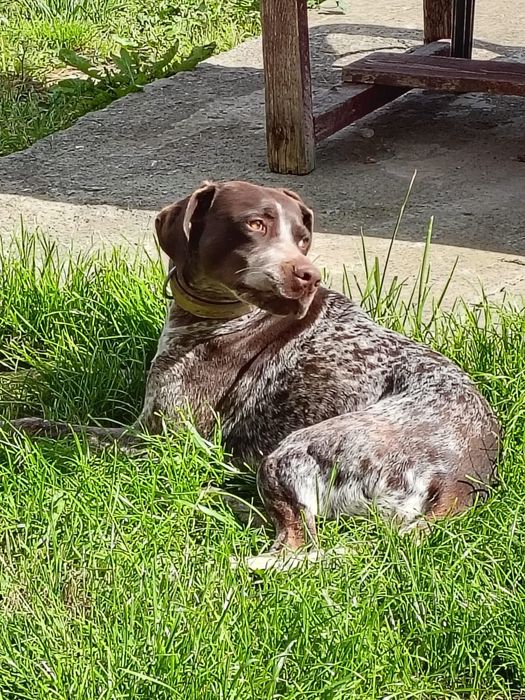 Ofer spre adopție BRAC GERMAN femela 3 ani-Constanța