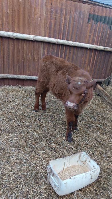 4 месяц Бычок продам