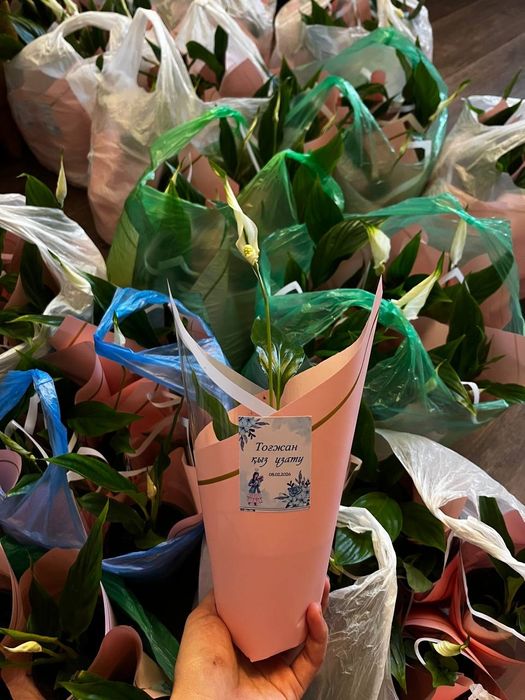 Цветы на подарок тойбастар