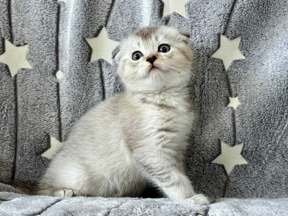 шиншилла серебро девочка вислоушка