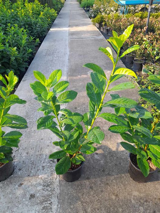 Лавровишна (Prunus laurocerasus)-30-40см