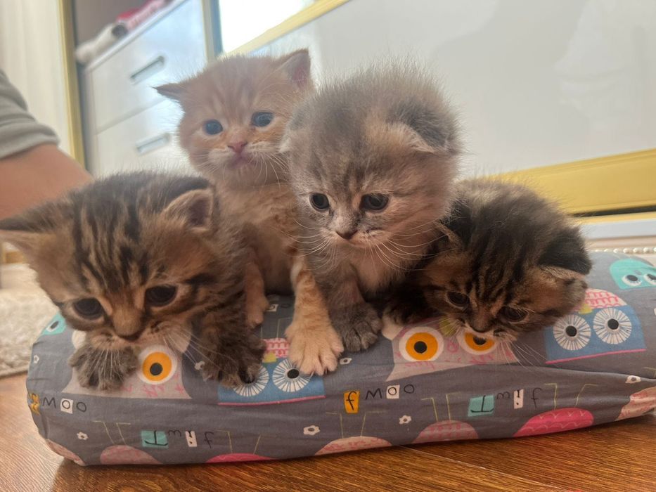 Шотландские котята