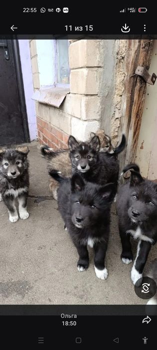 Продам Волкособы