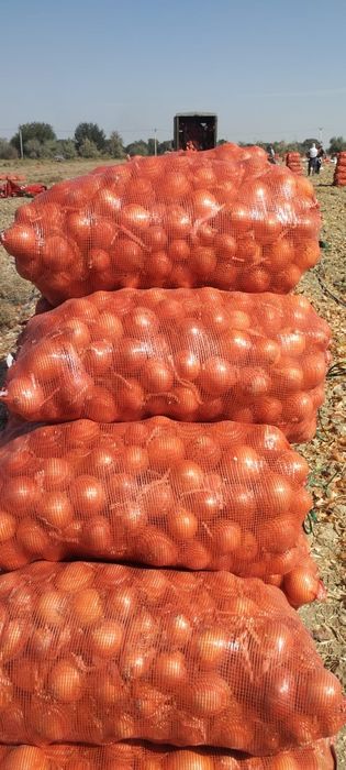 Лук Отличный коллибр Супер