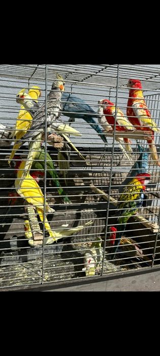 Pui agaponis rosencolis