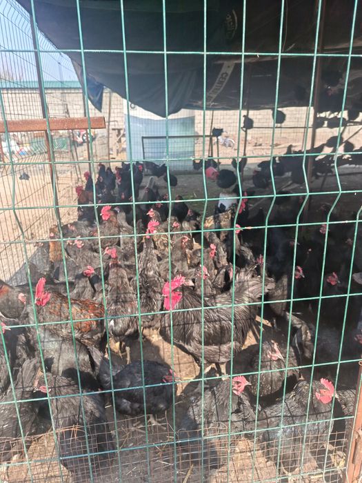 Andijon qora tovuqlarini tuxumi sotiladi