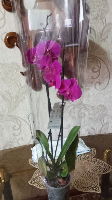 Оозидея домашний цветок