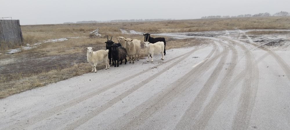 Продам 3х Козлов жырные