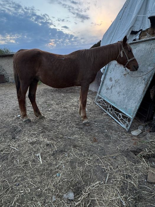 Бие байтал кобыла
