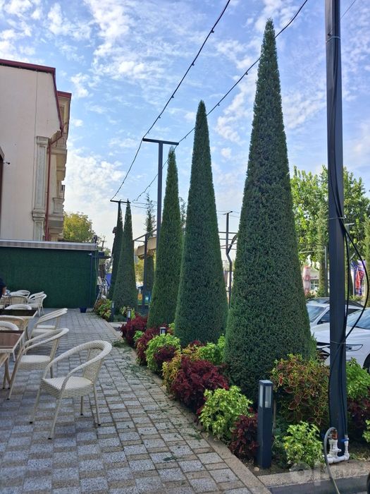 Archa kesish xizmati