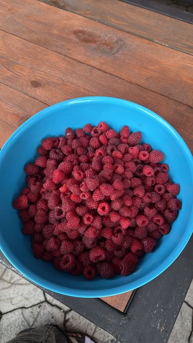 Продам саженцы малины Полька