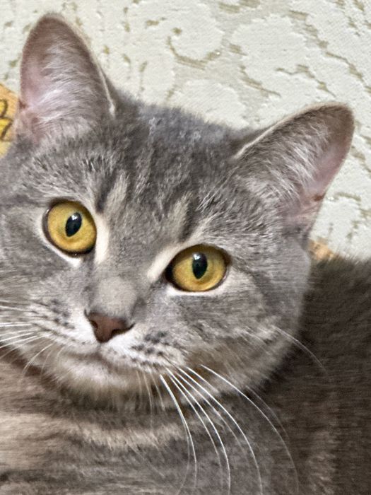 Отдам кошечку в хорошие руки