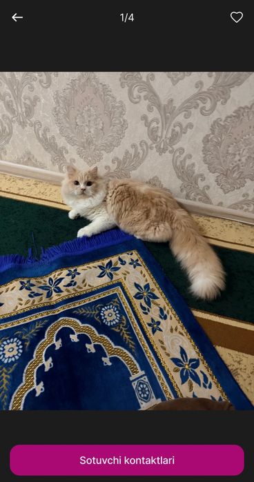 Mushuk sotiladi(Zotdor mushuk)