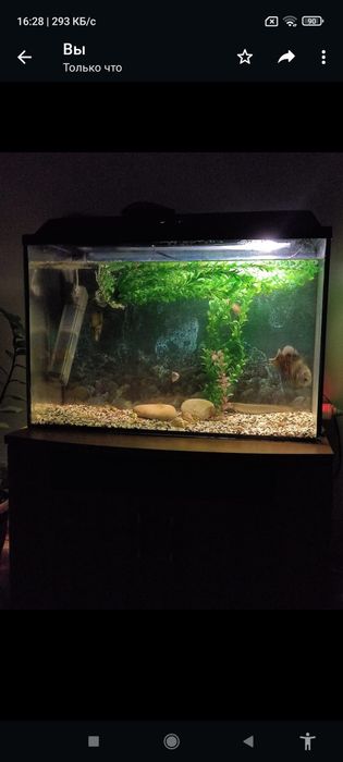 Аквариум стунбочкои