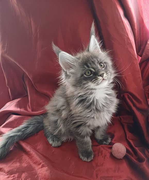 Maine Coon mascul, parinti cu pedigree