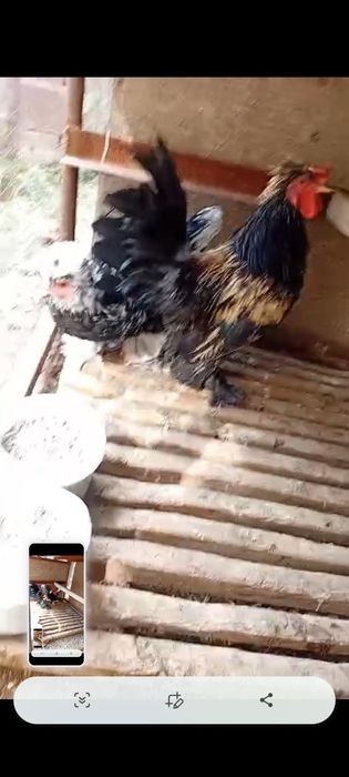 Японка тауык пен кораз