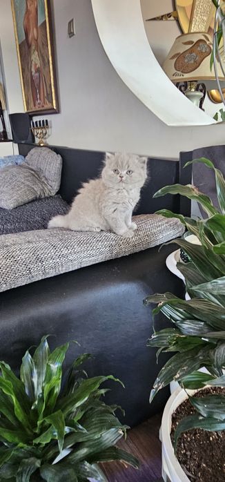Британско лилаво коте