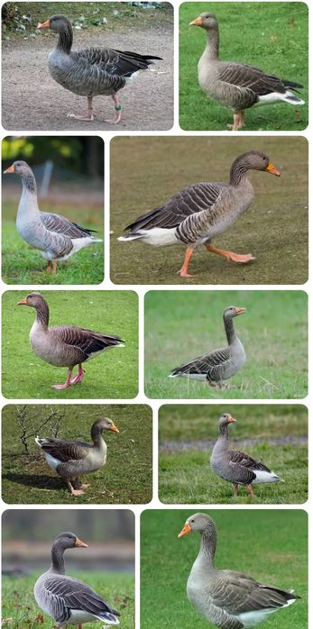 Қаз бар ,Гусь  есть