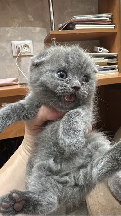 Продаютя милейшие котята британцы