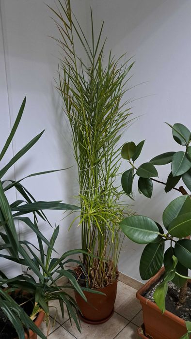 Plante decorative mari (1–2 m) – ficus, monstera, lămâi, bambus, etc.