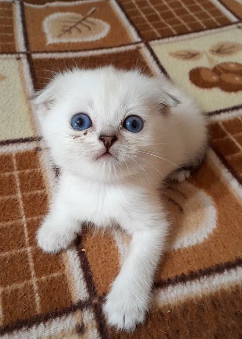 Шотландские котята