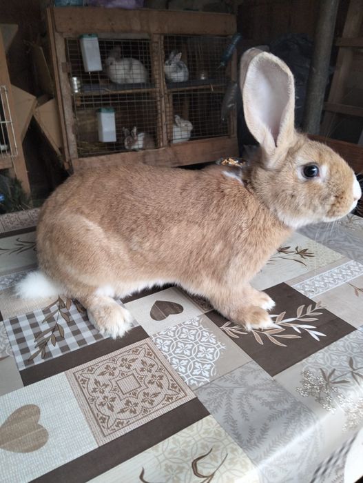 Pui Iepuri pitici cap de leu și hycole francez