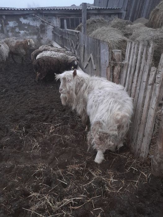 Продам.    коз, козла