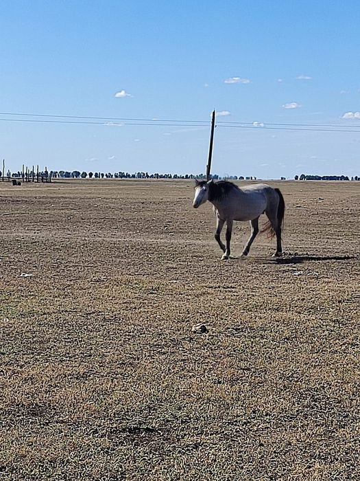 Продам коня самец