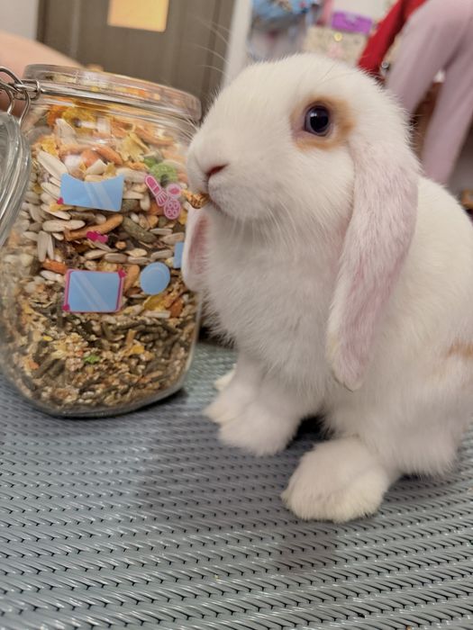 2 Mini lop iepuri femele
