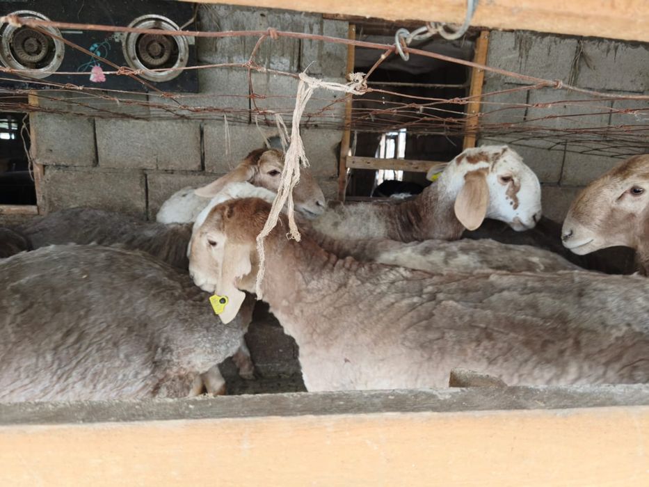 Арашан  токтылар